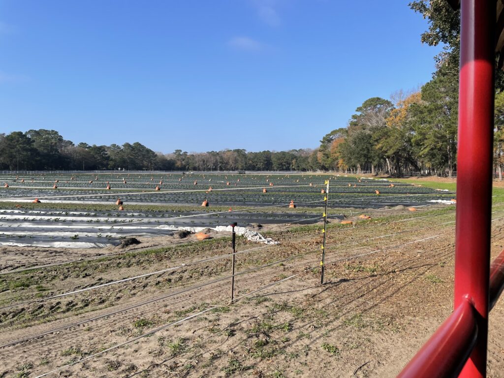 アメリカ東海岸縦断、チャールストン、Boone Hall Plantation & Gardens