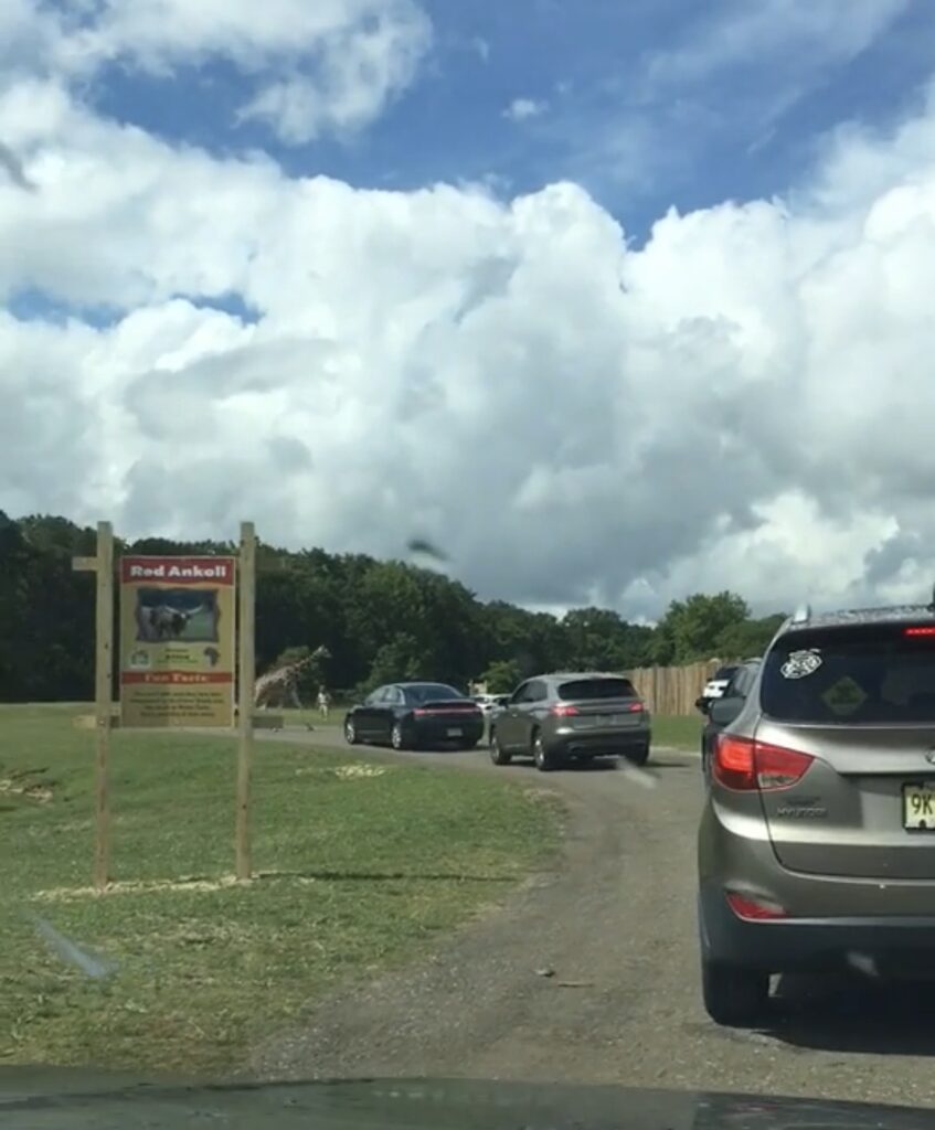 シックスフラッグズ、Six Flags、サファリ