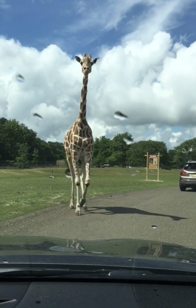 シックスフラッグズ、Six Flags、サファリ